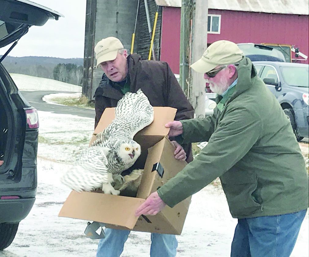 Raptor release: Snowy owl returned to wild from Chocolay Raptor Center | News, Sports, Jobs - Vimarsana News